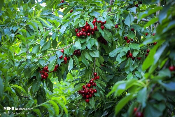 یاقوت سرخ زاگرس درمسیر تجاریشدن؛ گیلاس کرمانشاه در انتظار زنجیره ارزش