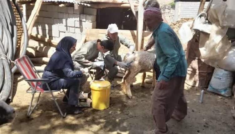 دام،سبك،روستايي،پروژه،توليد