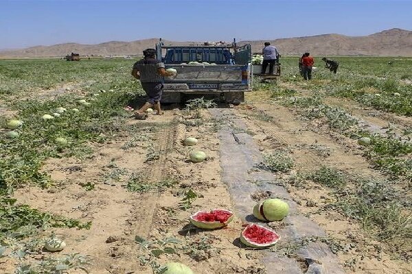 كشاورزان،اعتراض،گچساران،برداشت،كاميون،شهرستان