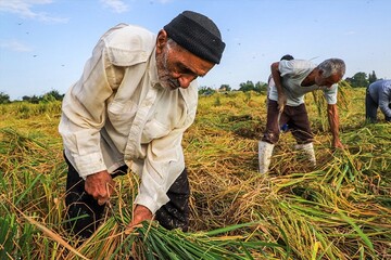 ۳.۵ میلیون روستایی تحت پوشش بیمه شده‌اند