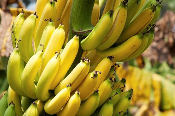 انبه و موز، موتور محرک توسعه کشاورزی و اشتغالزایی در چابهار