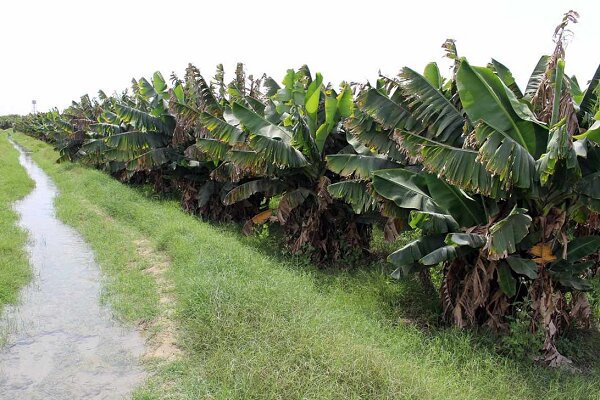 انبه و موز، موتور محرک توسعه کشاورزی و اشتغالزایی در چابهار