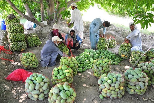انبه و موز، موتور محرک توسعه کشاورزی و اشتغالزایی در چابهار