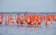 VIDEO: Amazing beauty of Gorgan Gulf in Iran