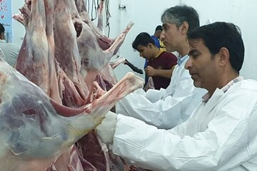 ۹۵۰۰ کیلوگرم گوشت قربانی بین مددجویان بهزیستی مازندران توزیع شد