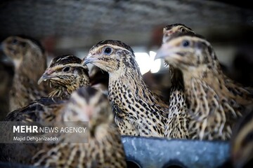 آقاپورکاظمی: واکسیناسیون ۲ میلیون قطعه طیور بومی در مازندران انجام شد