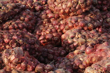 بیش از ۹۲ هزار تن پیاز در خراسان رضوی تولید می شود