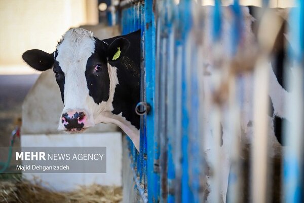 قیمت هر کیلوگرم دام زنده بهداشتی سبک ۳۴۰ هزار تومان