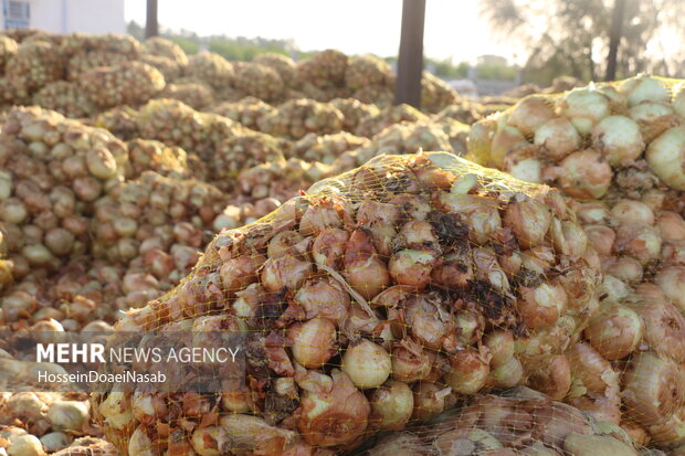 تراژدی پیازکاران در جنوب کشور؛ وقتی زحمت کشاورز زیر آفتاب میپوسد