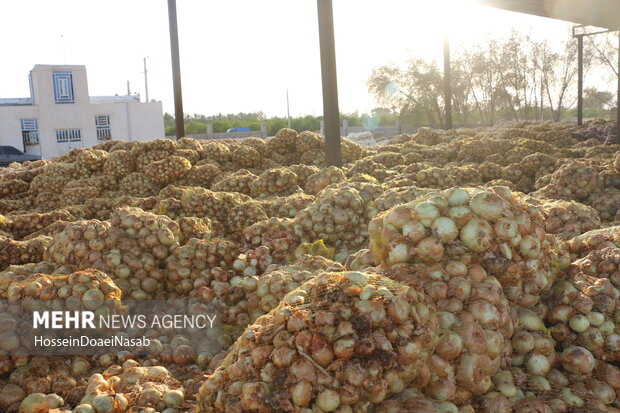 تراژدی پیازکاران در جنوب کشور؛ وقتی زحمت کشاورز زیر آفتاب میپوسد