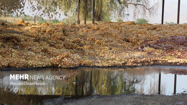 تراژدی پیازکاران در جنوب کشور؛ وقتی زحمت کشاورز زیر آفتاب میپوسد