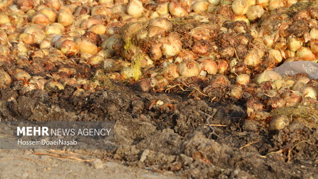 تراژدی پیازکاران در جنوب کشور؛ وقتی زحمت کشاورز زیر آفتاب میپوسد