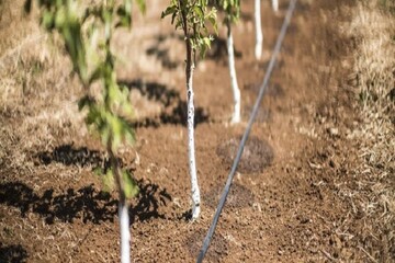 اجرای طرح آبیاری تکمیلی در باغات بادام چهارمحال و بختیاری