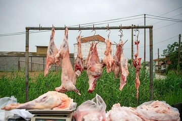 لزوم مقابله با کشتارهای غیرمجاز دام در چهارمحال و بختیاری