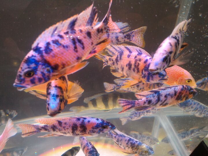 آبزیان زینتی؛ گنجینهای پنهان در دل محلات