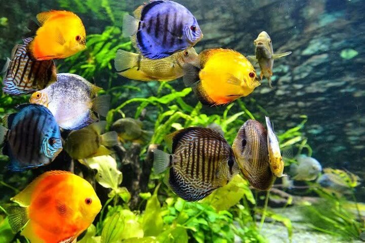 آبزیان زینتی؛ گنجینه‌ای پنهان در دل محلات