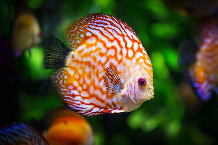 آبزیان زینتی؛ گنجینهای پنهان در دل محلات