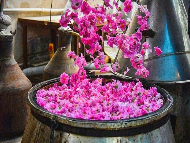 جشنواره گلاب‌گیری بانه رویدادی برای توسعه کشاورزی و گردشگری