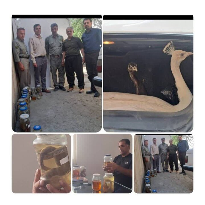 عامل خرید و فروش مار در فضای مجازی در مریوان دستگیر شد