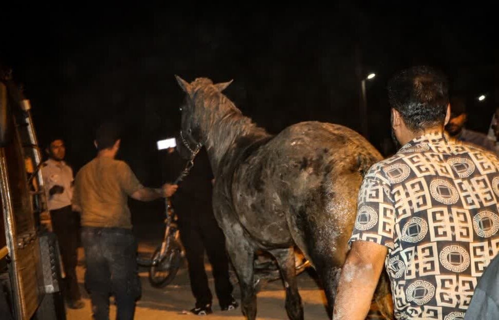 اسب گرفتار از چاه ۱۵ متری در اصفهان زنده بیرون کشیده شد