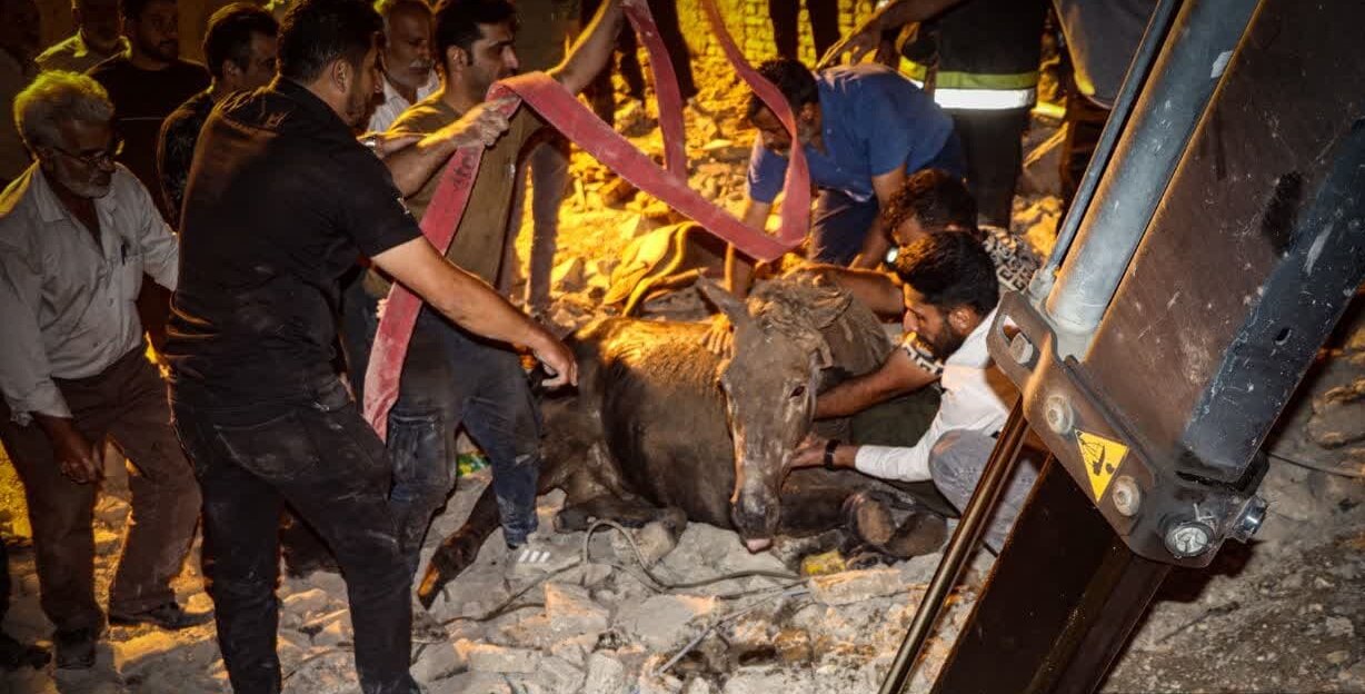 اسب گرفتار از چاه ۱۵ متری در اصفهان زنده بیرون کشیده شد