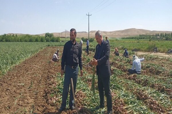 سير،كشت،شهرستان،عارفي،ارقام،هكتار