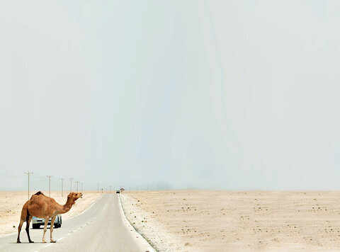 جولان شبح مرگ در جادههای شرق هرمزگان؛ دولت از شُتر داری حمایت کند