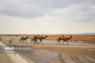 ۳۰۰ نفر شتر از تالاب جازموریان خارج شد