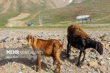ممنوعیت ورود دام زنده از افغانستان