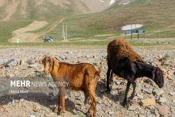 ممنوعیت ورود دام زنده از افغانستان