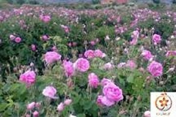 اسکو قطب تولید گل محمدی در آذربایجان شرقی با برداشت ۲ هزار تُن