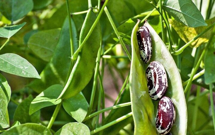 خمین رتبه نخست تولید لوبیا در کشور را دارد