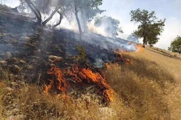 جایگاه زباله علت آتش سوزی باشت؛اینجا درختان بلوط ایستاده جان می دهند