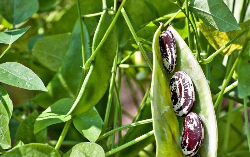 خمين،گل،توليد،شهرستان،جشنواره،عسل،كشاورزي،انرژي،هدف