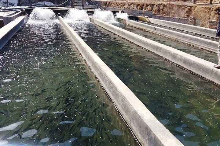 فرصت طلایی پرورش ماهی در کویر یزد؛ اقتصاد روستایی در مسیر تحول