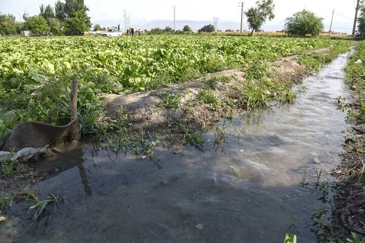 تهدید خاموش در سفره شیرازیها؛ آبیاری محصولات کشاورزی با پساب فاضلاب