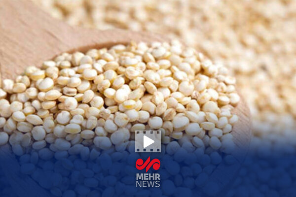 دانه کینوا دو برابر برنج عادی پروتئین دارد