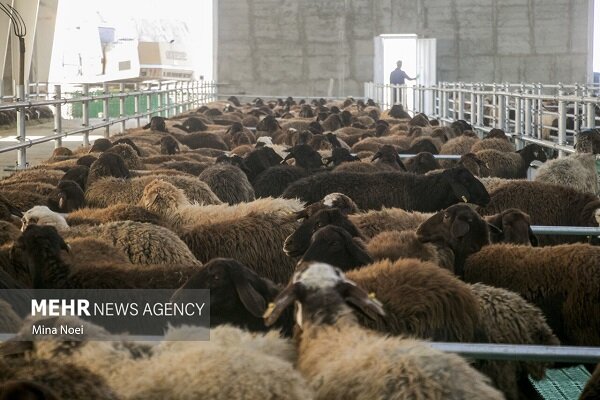 جریمه ۷۰ میلیارد ریالی برای قاچاقچی دام