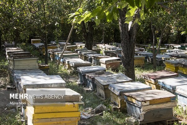 زنبورداری ظرفیتی ارزشمند برای توسعه روستایی در چهارمحال و بختیاری