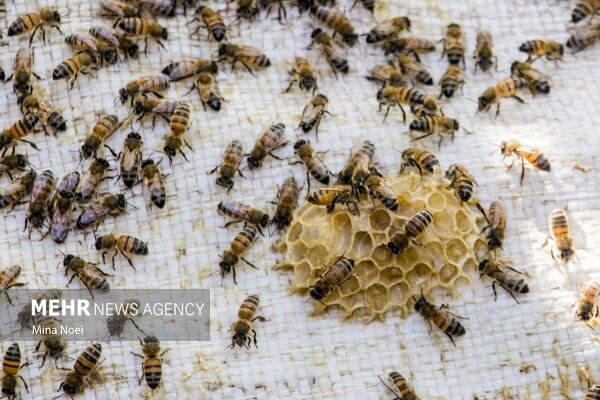 سلاح ورزی: سالانه ۱۵۵ تن عسل در شهرستان آبدانان برداشت می شود