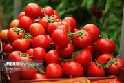 تصدير واسع النطاق للمنتجات الغذائية والزراعية من "المطبعين" إلى الكيان الصهيوني!