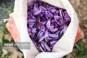 پایان خام‌فروشی زعفران؛خراسان رضوی در مسیر تثبیت جایگاه جهانی طلای سرخ