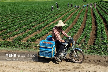 دستگاه‌های اجرایی با ظرفیت‌های موجود از کشاورزان حمایت کنند