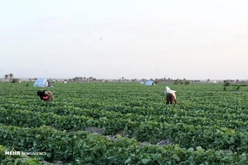 ضرورت بازنگری در الگوی کشت با توجه به تغییر اقلیم