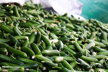 هر کیلو گرم خیار در رنج ۸۰ هزار تومان+ قیمت انواع میوه و سبزی‌جات