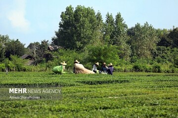 دلاور: قطعی برق ۴۰ درصد محصولات کشاورزی را نابود می‌کند