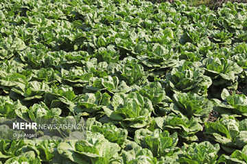 کاهو پیچ هر کیلو گرم ۱۲۰ هزار تومان+ جدول قیمت عمده میوه و سبزیجات