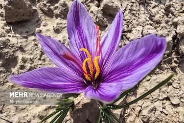 نوری: زعفران، میراث ماندگار کشاورزی ایران در بازارهای بین‌المللی است