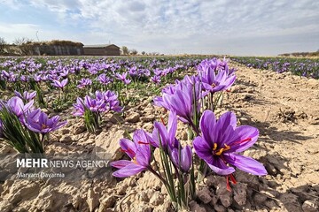 جعفری: دومین جشنواره زعفران در روستای علوی کاشان برگزار می شود