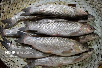 معاون شیلات ایران: تولید بیش از یک‌ونیم میلیون تن آبزی در کشور